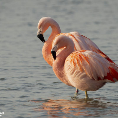 Flamingo,Flamenco