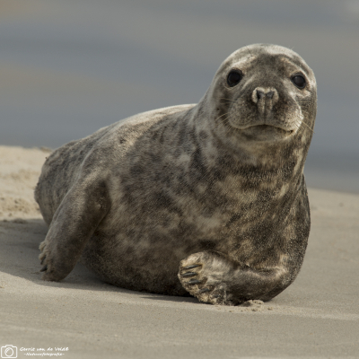 Zeehond,Seal,Seehund,Phoque,Sello