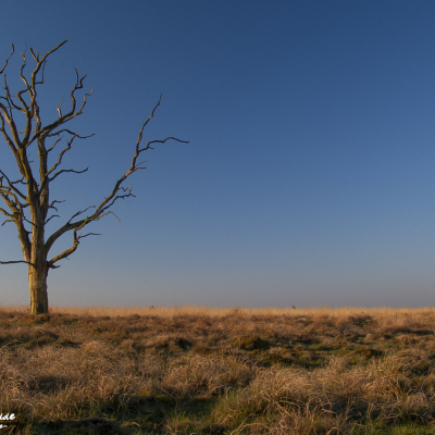 Landschap, Landscape, Landschaft, Le paysage, Paisaje