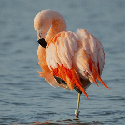 Flamingo,Flamenco