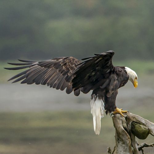 Zeearend / Balt Eagle.