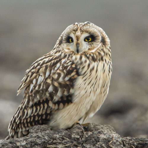 Velduil / short-eared owl.