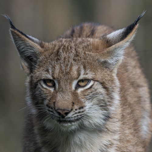 Lynx / Lynx.