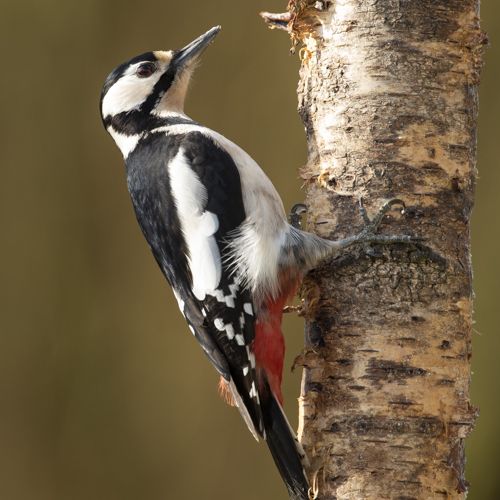 Bonte specht /  Bpotted woodpecker.