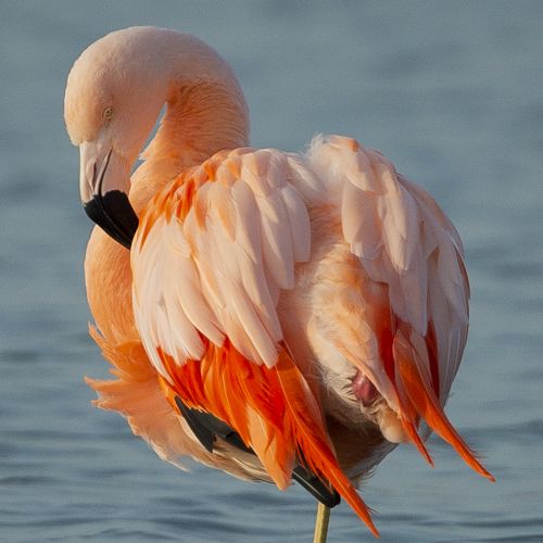 Flamingo / Flamingo.