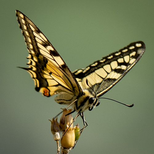 Vlinders / Butterfly.