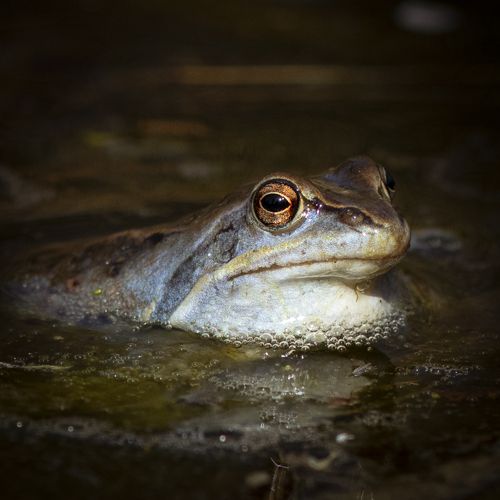 Heikikker / Moor Frog.