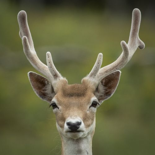 Damhert /  Fallow deer.