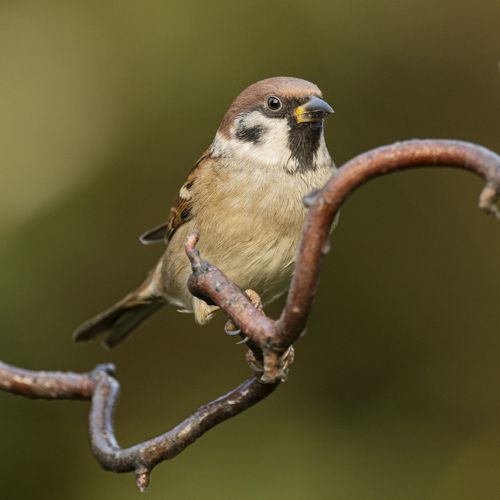 Ringmus / ring sparrow