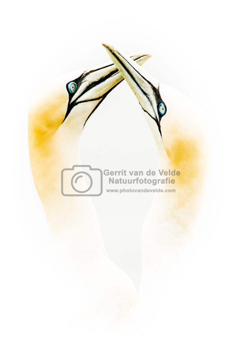 Gerrit-vd-Velde-3382-x-5068_GEV4898