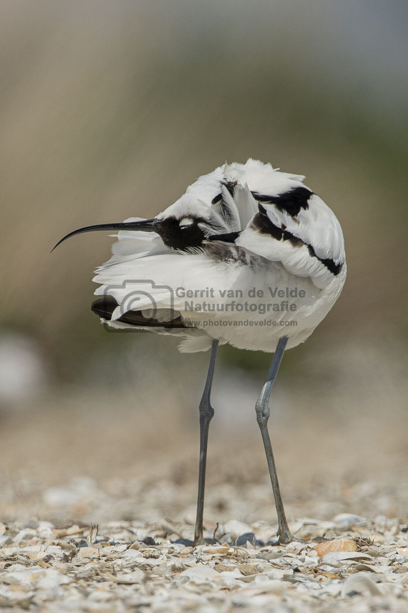 Gerrit-vd-Velde-1486-x-2229_GEV7430